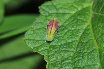 slender speedwell flower macro photo