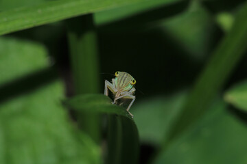 glassy winged sharpshooter insect macro photography