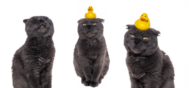 Set of photos with a cat. Fluffy gray cat with a duck on his head isolated on transparent background png. Yellow duck for swimming