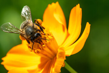 A bee on a flower collects nectar