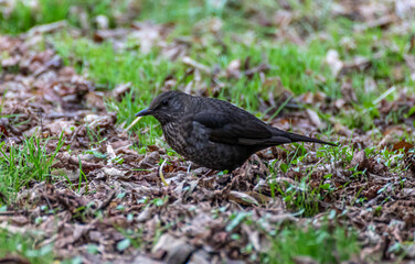 Common black bird on the ground
