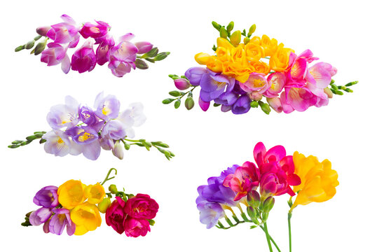 Fresh freesia flowers