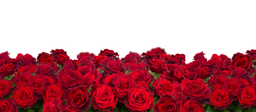 bouquet of dark  red roses  close up