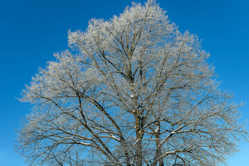 Branches of bare trees  covered with snow frost against the blue sky in Riga, Latvia. Cold winter weather.