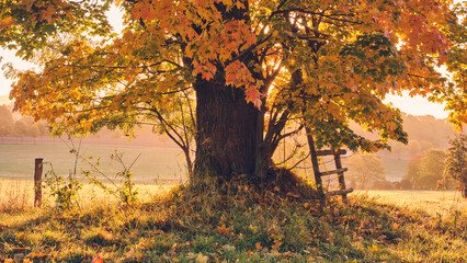 schöner Herbstbaum mit Hochsitz