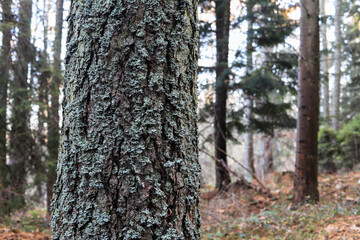 Moss on the tree bark in the forest.
