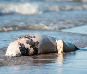 Dead seal on the beach. A dead animal taken to the beach by the waves. A seal carried by the waves.