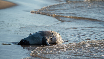 Dead seal on the beach. A dead animal taken to the beach by the waves. A seal carried by the waves.