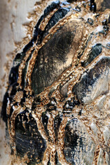 A shiny black and gold surface in which light is reflected.