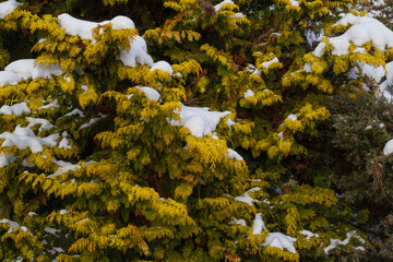 Snow-covered bushes in a park.