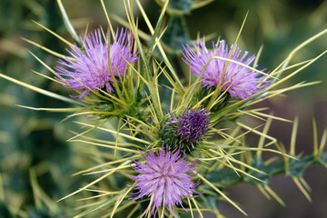 La grande travers&eacute;e de l&rsquo;Atlas au Maroc, 18 jours de marche. Gros plan sur un Chardon Marie
