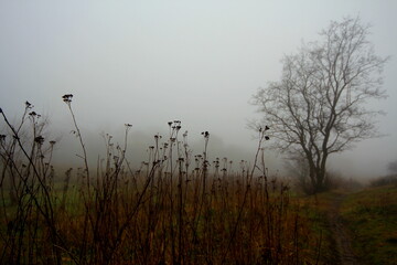 misty morning on the lake