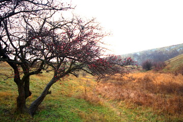 tree in the fog