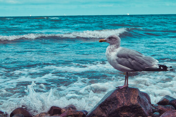 Ostsee - Meer - Warnemünde - Rostock - Seascape - Beach - Sunset - Baltic Sea Vacation Coast - Tourism - Holiday - Background - High quality photo	