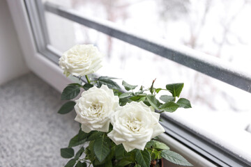 White roses on the windowsill in winter.