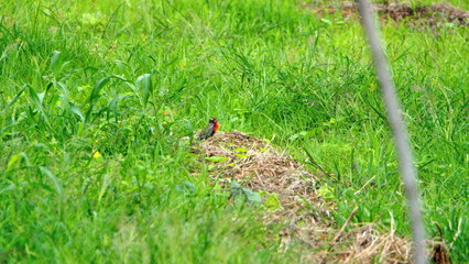 Peruvian meadowlark (Leistes bellicosus) in a field at the La Segua wetlands near Chone, Ecuador