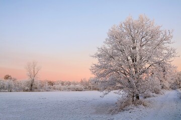 Winter landscape. Snowy tree in the morning glow. Snowy landscape.