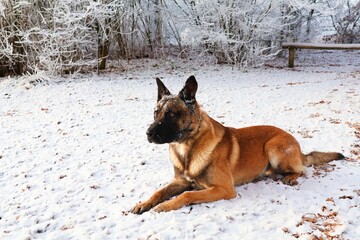 Malinois dog in the snow.