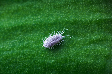 Mealybug, planococcus citrus, dangerous pest on orchid leaf. Macro photo of tropical damaging insect
