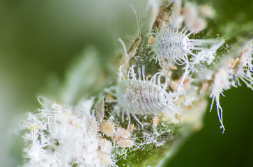 Mealybug, planococcus citrus, dangerous pest on orchid. Macro photo of tropical damaging insect - 554711037