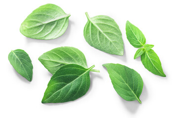 Greek or Spicy Globe Basil leaves (Ocimum basilicum), isolated, top view png