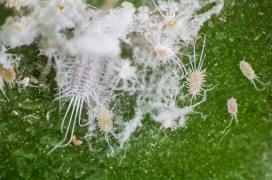 Mealybug, planococcus citrus, dangerous pest on orchid. Macro photo of tropical damaging insect