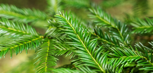 Background of fir branches for a New Year's card