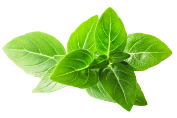 Greek basil, fine-leaved (Ocimum basilicum tops), isolated png