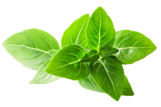 Greek basil, fine-leaved (Ocimum basilicum tops), isolated png