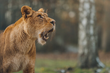 Portrait d'une lionne d'Afrique qui baie 