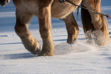 Impressive horse in the snow