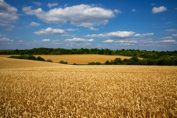 Naklejka premium Wheat field under blue sky. Rich harvest theme. Rural landscape with ripe golden wheat. The global problem of grain in the world.