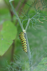 Schwalbenschwanz Raupe, Papilio machaon
