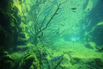 Alpenzoo Aquarium, Fish in big natural aquarium in Alpine Zoo (Alpenzoo) in Innsbruck, Austria. 