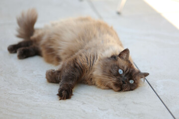 Ragamuffin Kater