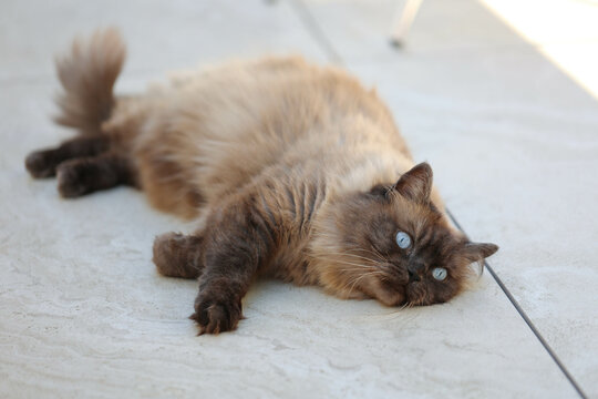 Ragamuffin Kater