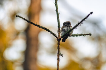 The Eurasian pygmy owl (Glaucidium passerinum) perching on a twig in the forest at sunset. Detailed side view.