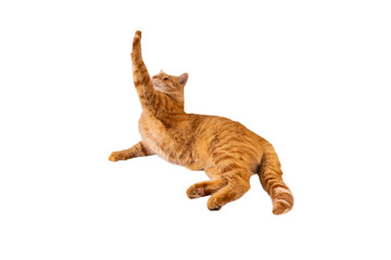 Red fluffy cat isolated on transparent background png. The cat stretches its paw up. Mockup cat for packaging design, postcards - obrazy, fototapety, plakaty