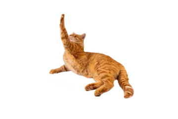 Foto op Canvas Red fluffy cat isolated on transparent background png. The cat stretches its paw up. Mockup cat for packaging design, postcards © Elena
