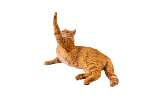 Red fluffy cat isolated on transparent background png. The cat stretches its paw up. Mockup cat for packaging design, postcards