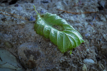Curled up yet green linden leaf lying on grey stone textured surface
