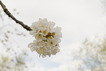 Cluster of White cherry blossoms on a twig, selective focus with light bokeh background - prunus 