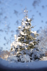 Frozen window view at the snowy fir