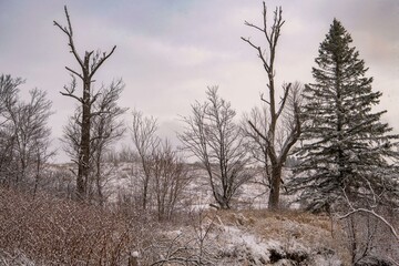 landscape with trees