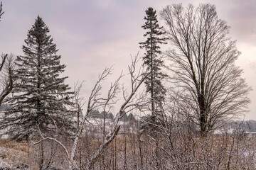 snow covered trees