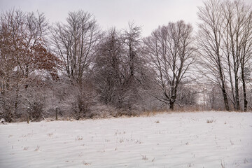 trees in the snow