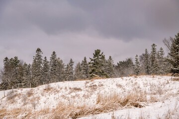 snow covered pine trees