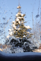 Winter window view at the snowy fir