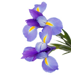 Fototapeta irises flowers obraz