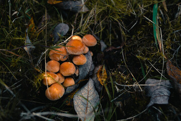 Hypholoma capnoides or Conifer Tuft orange mushrooms cluster in grass.